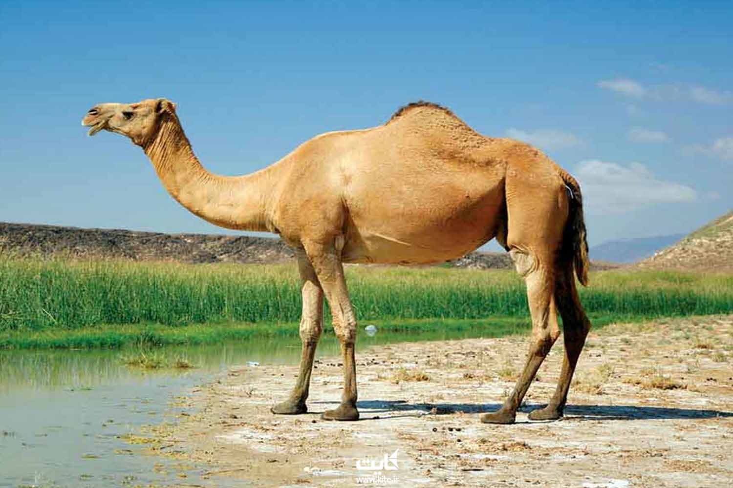 Верблюд метис 3 буквы. Верблюд дромадер. Мехари верблюд. Туркменский Арвана - одногорбый верблюд. Одногорбый верблюд дромедар.