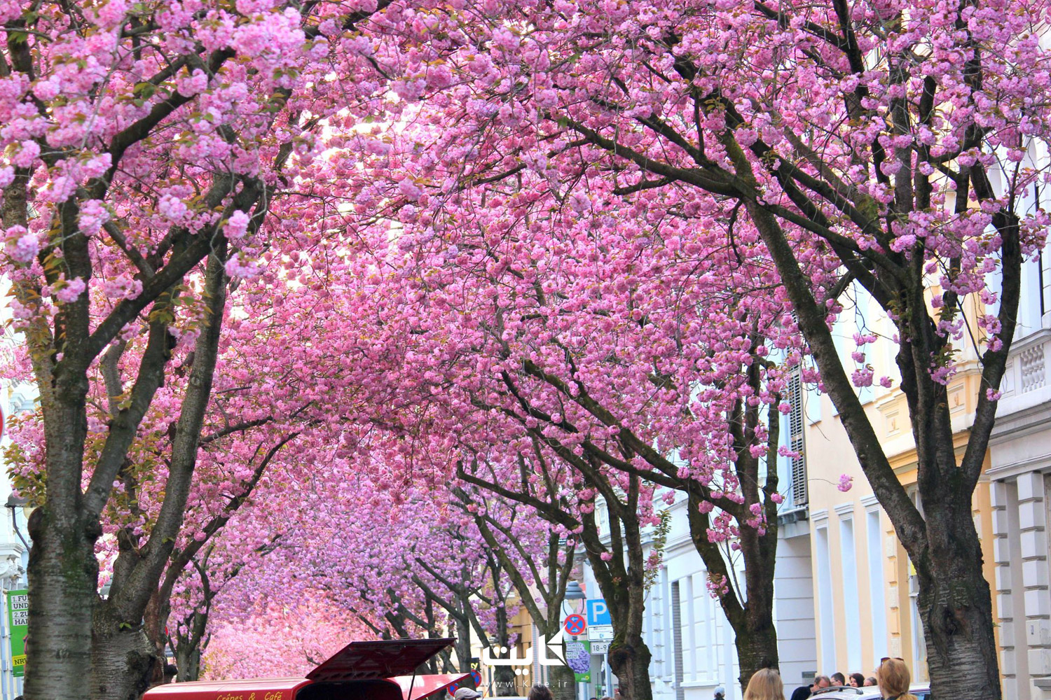 خیابان شکوفه‌های گیلاس (Cherry Blossom) در آلمان