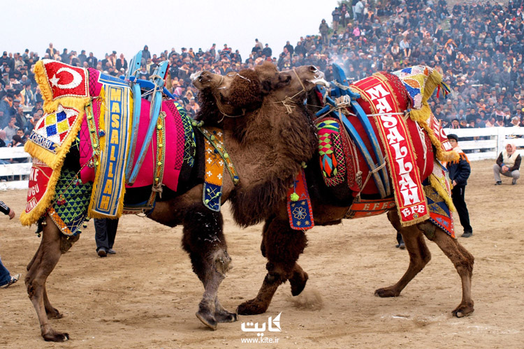 فستیوال کشتی شترها (Camel Wrestling)