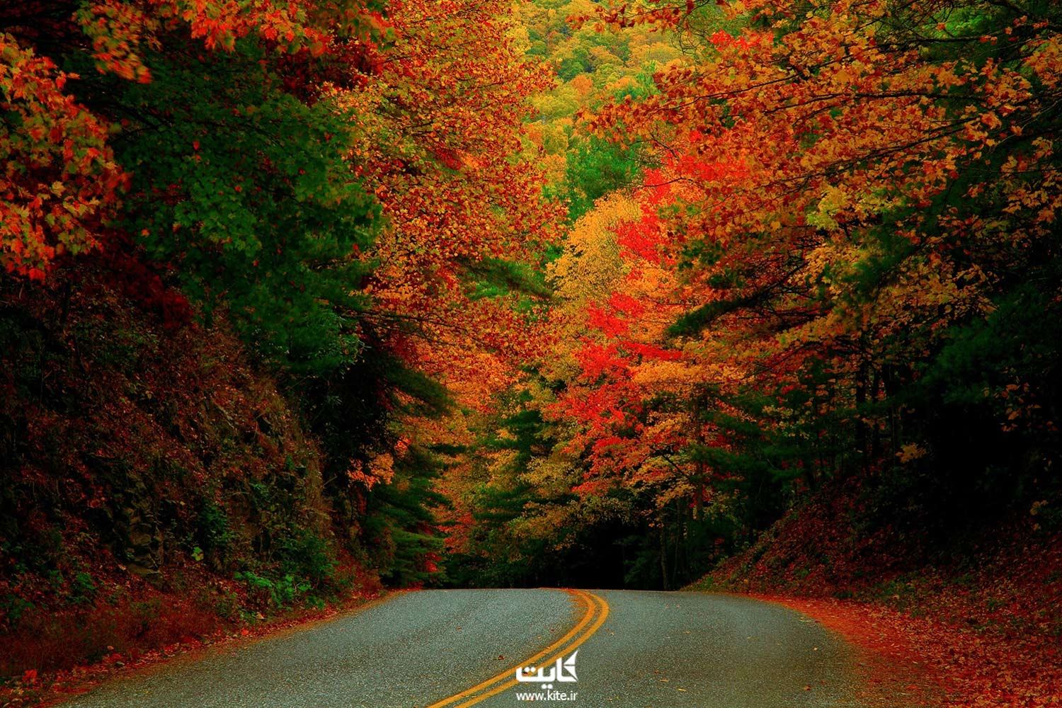 جاده ای با درختان پاییزی