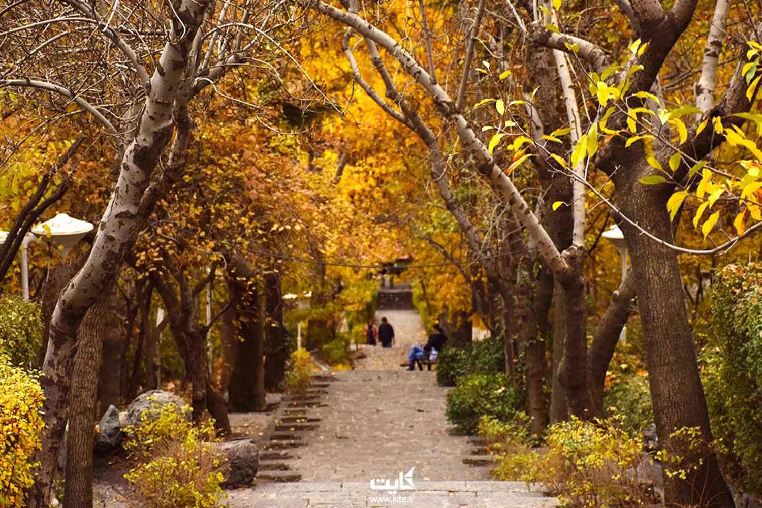 مسیری با درختانی که برگ زرد دارند