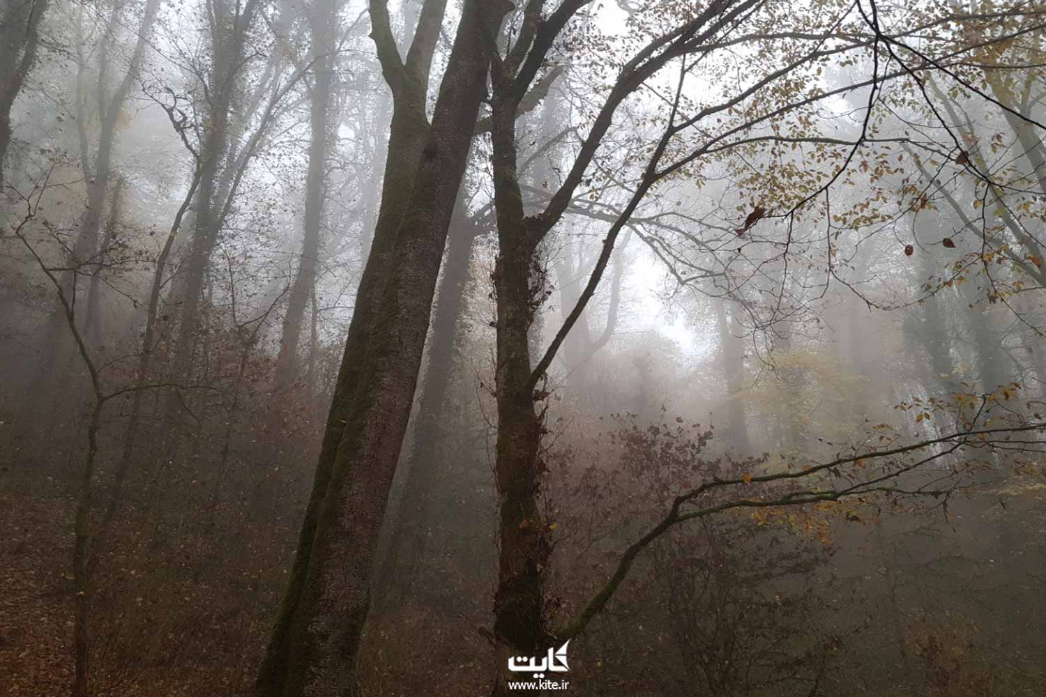 درختان جنگلی در مه