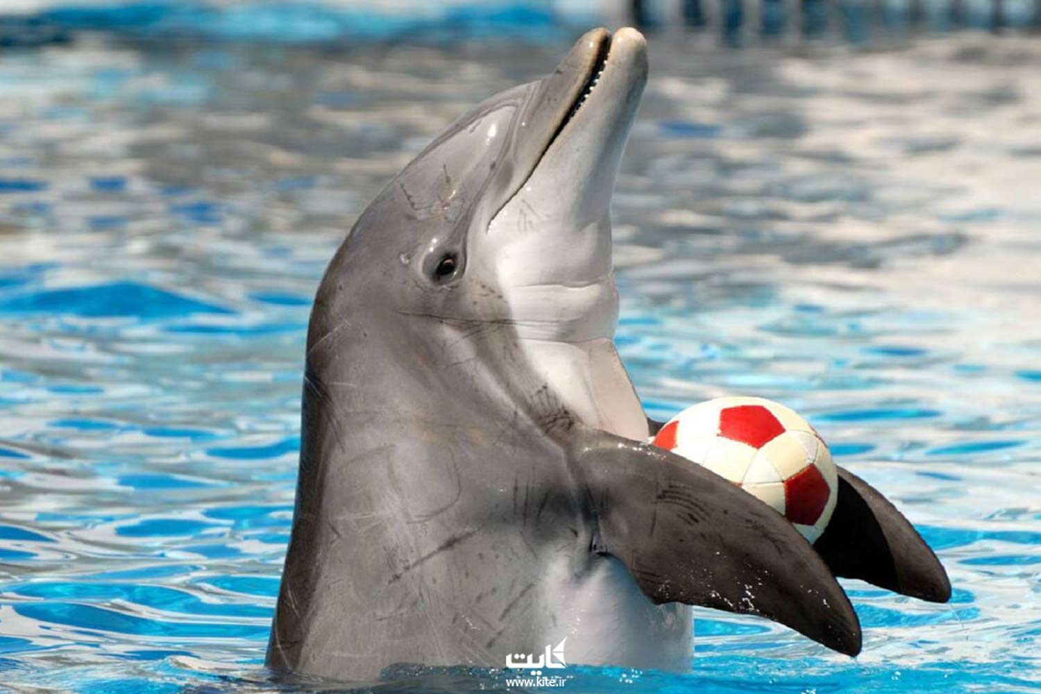 یک دلفین مشغول توپ بازی