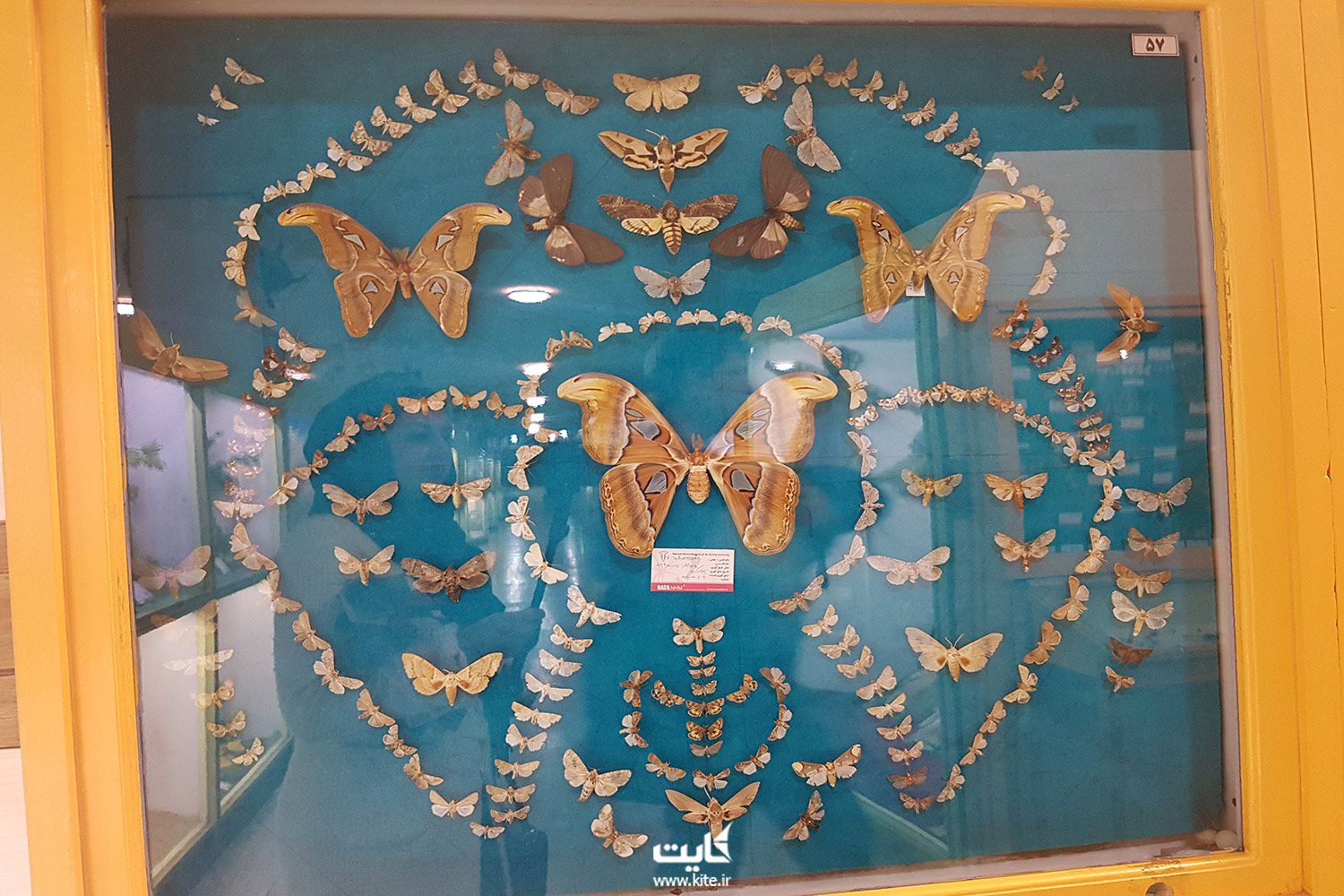 موزه‌ی تاریخ طبیعی همدان