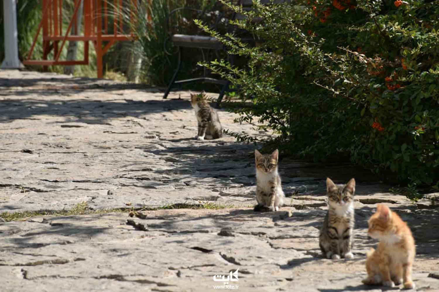 چند گربه در یک پارک