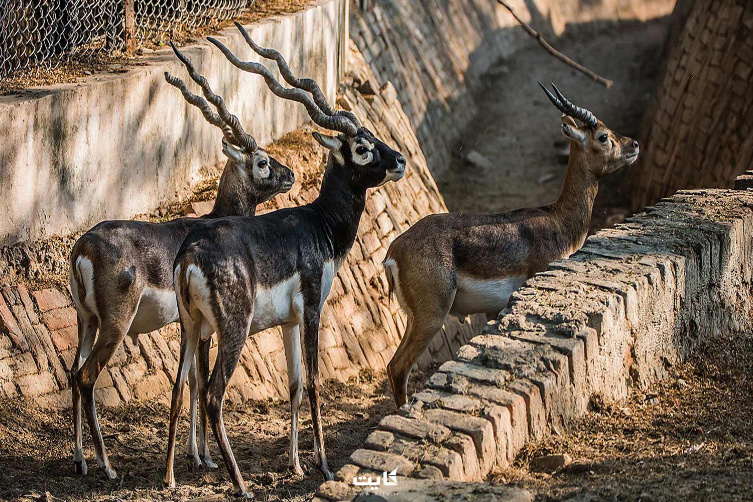 جاهای دیدنی سریلانکا 6