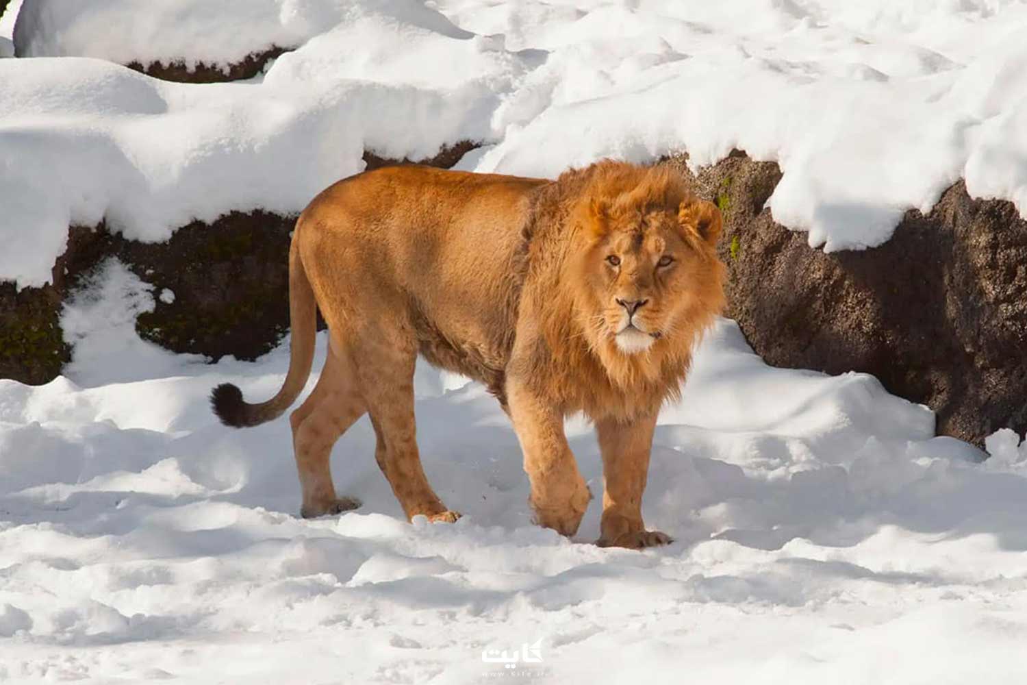 کشورهای خارجی مناسب برای سفر زمستانی 12