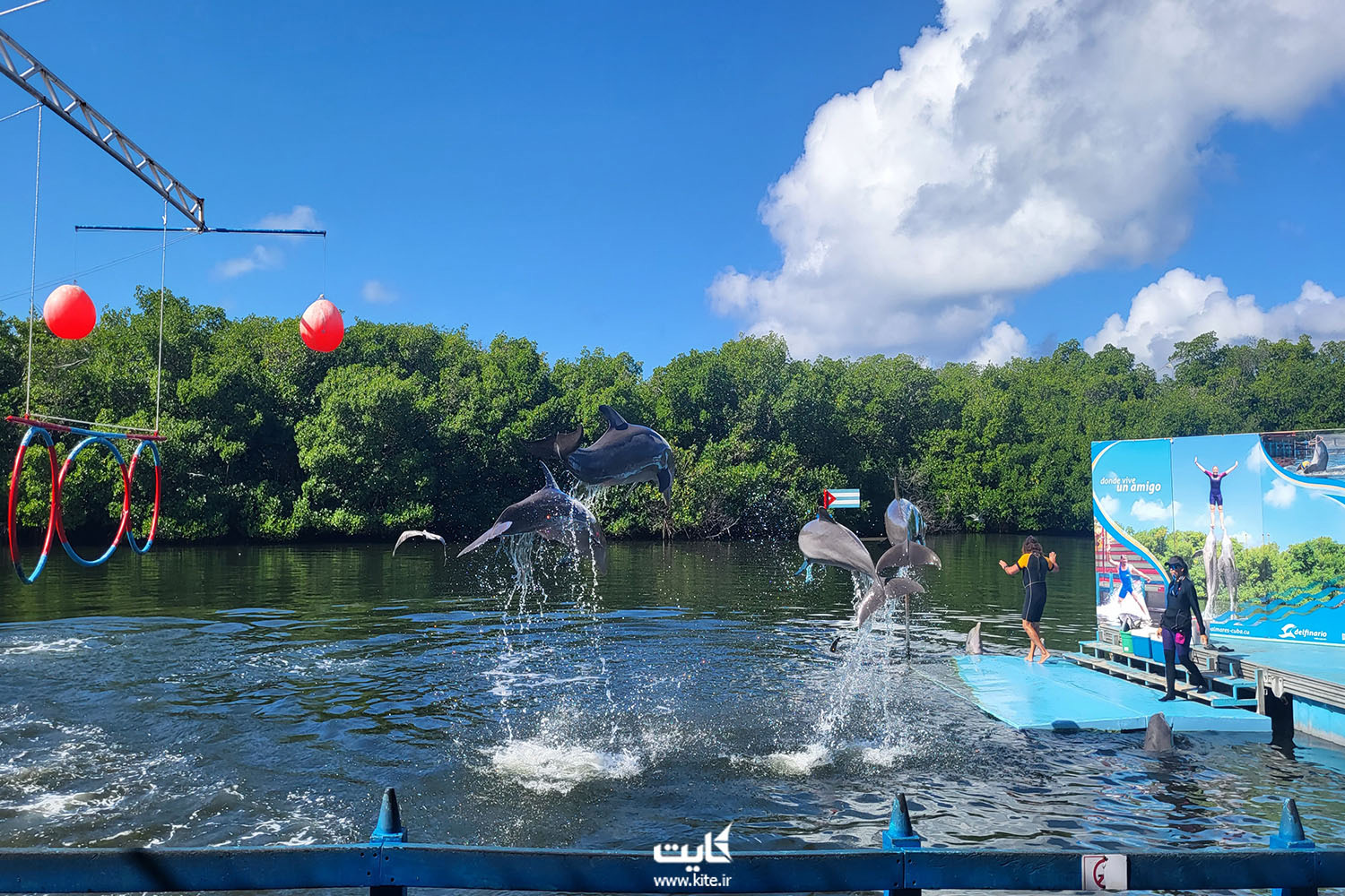 دلفین ها مشغول بازی روی آب