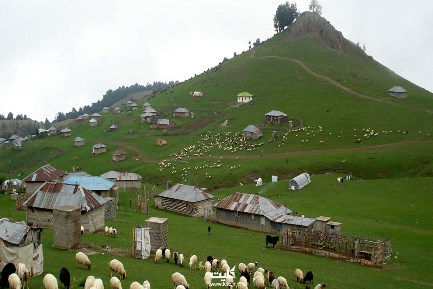 گله ی گوسفند و چند کلبه روی تپه ای سرسبز