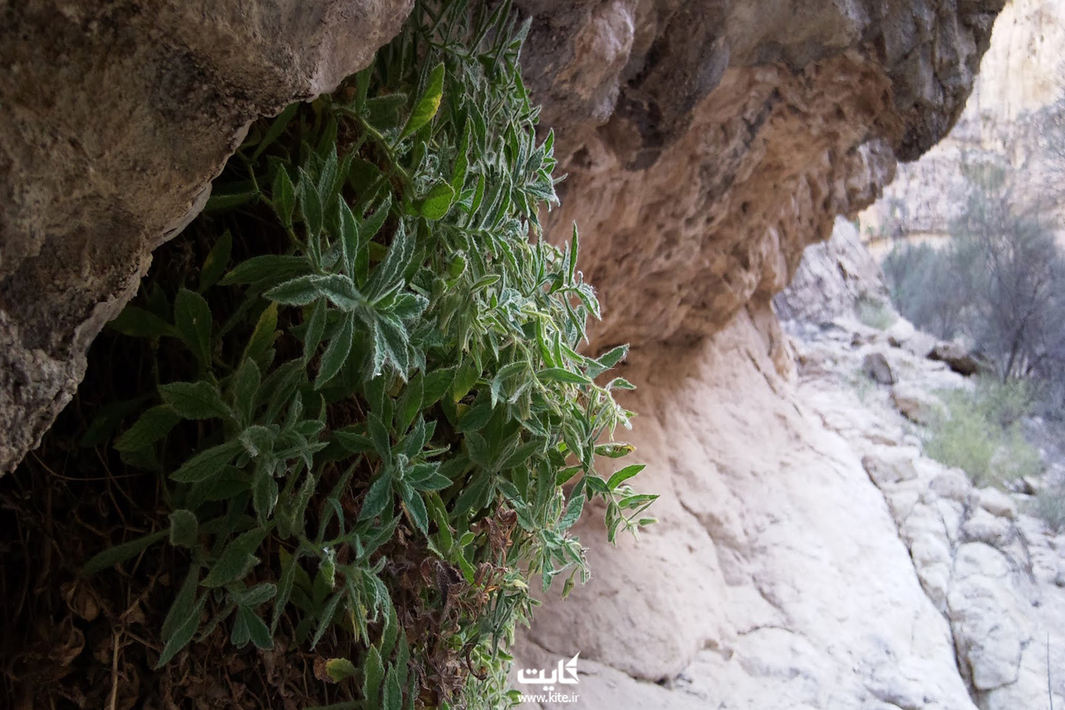 زیباترین دره ایران - رشد گیاه در میان کوه و سنگ