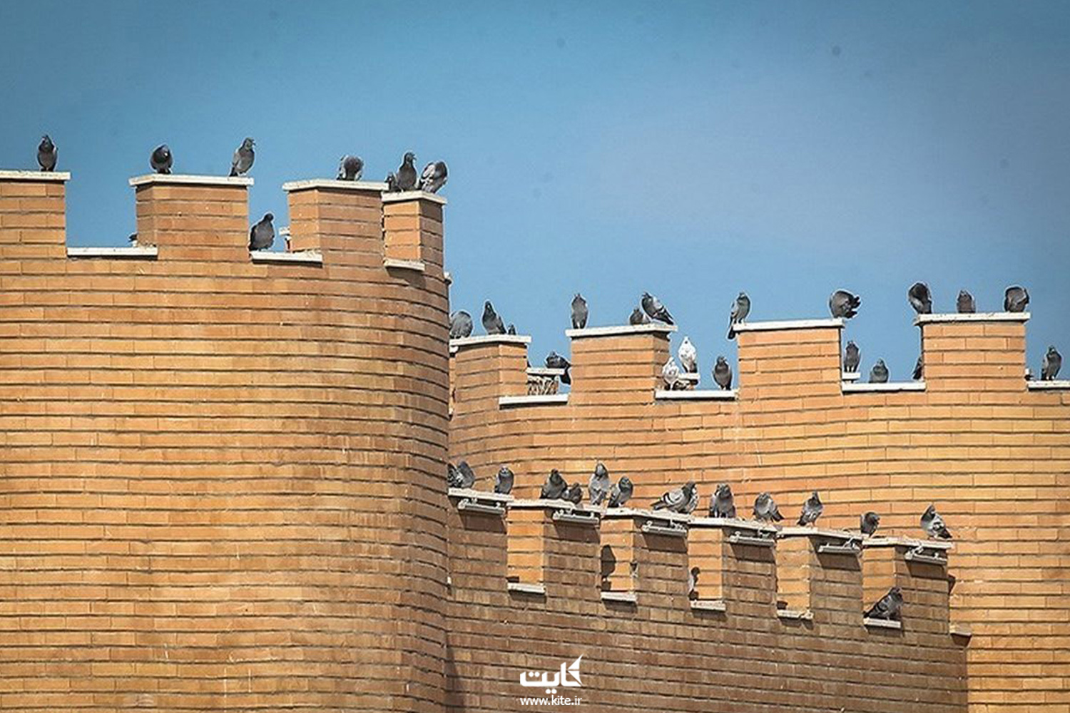 کبوترها بر دیوار قلعه