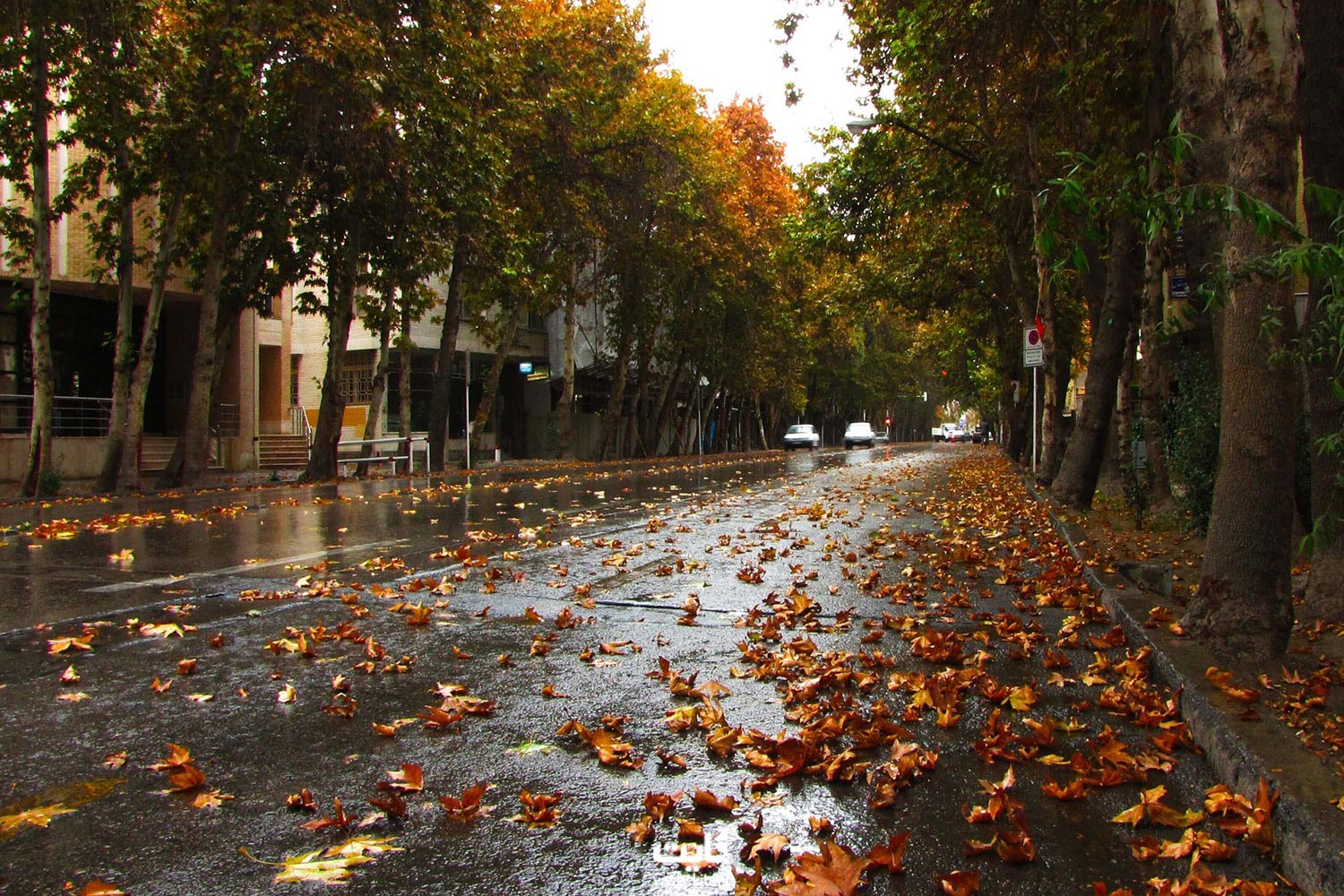 درختان و برگ های نارنجی کف خیابان