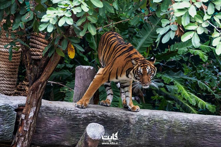 باغ-وحش-خائو-خئو،-از-بهترین-باغ-وحش‌های-جنوب-شرقی-آسیا