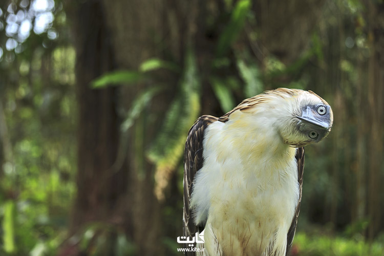 مرکز-عقاب-فیلیپین،-از-بهترین-باغ-وحش‌های-جنوب-شرقی-آسیا