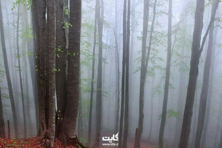 نمای-مه-گرفته-جنگل-راش
