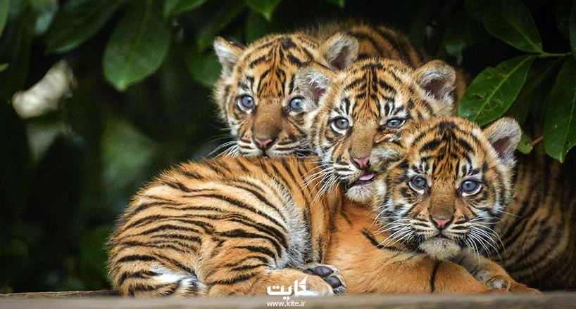 بزرگ‎ترین و معروف‌ترین باغ‌ وحش‌های جهان | 15  باغ وحش برتر