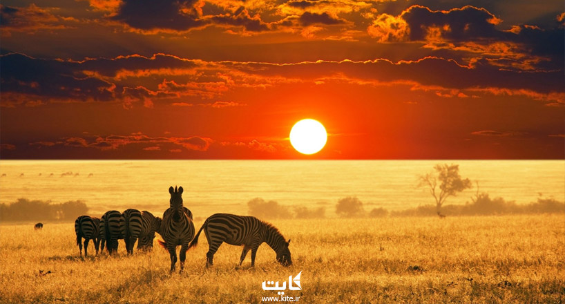 حیات وحش آفریقا | آشنایی با حیوانات مختلف در آفریقا 