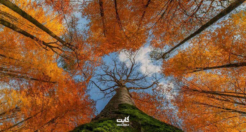 جنگل رآش زیباترین جنگل ایران در فصل پاییز را میشناسید