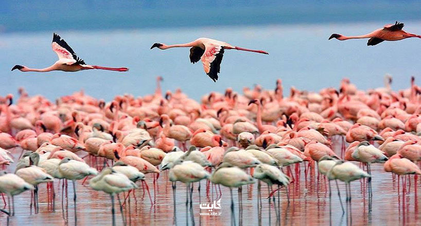 تالاب میانکاله ، بهشت پرندگان ایران